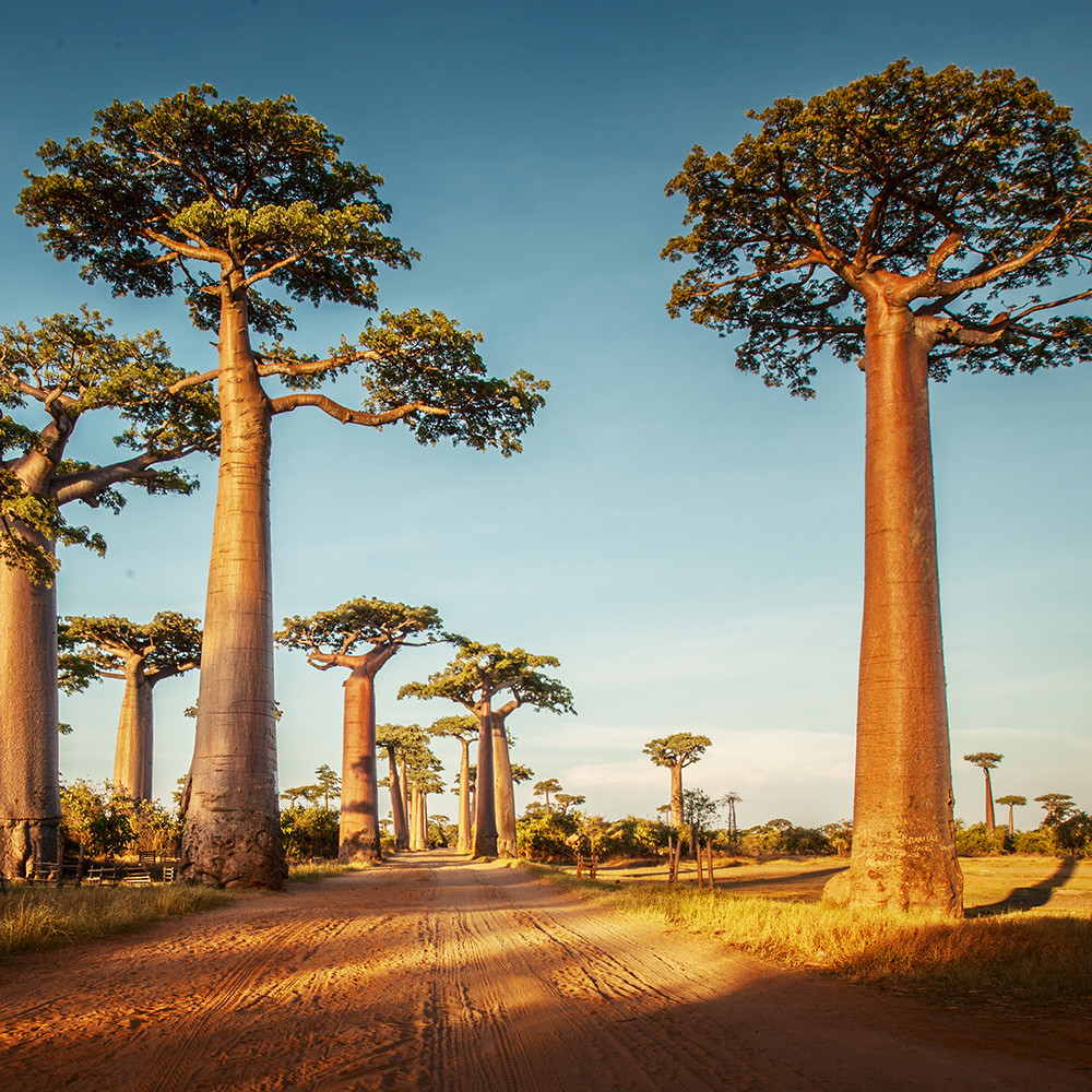 Voyage Madagascar, Circuits Et Séjours - Kuoni