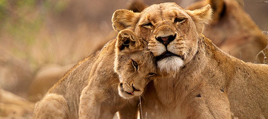 Afrique du Sud parc Kruger lionne