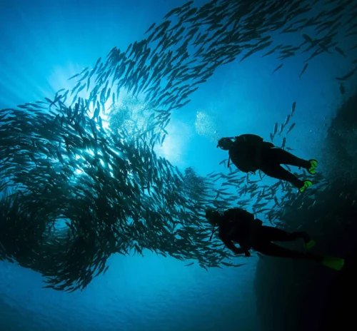 Plongée, Meeru Island Resort & Spa, Maldives