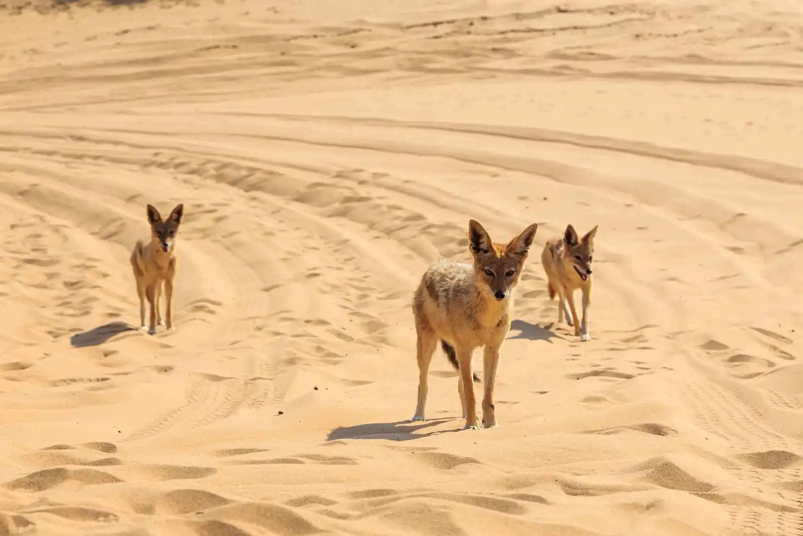 Chacals, désert du Namib
