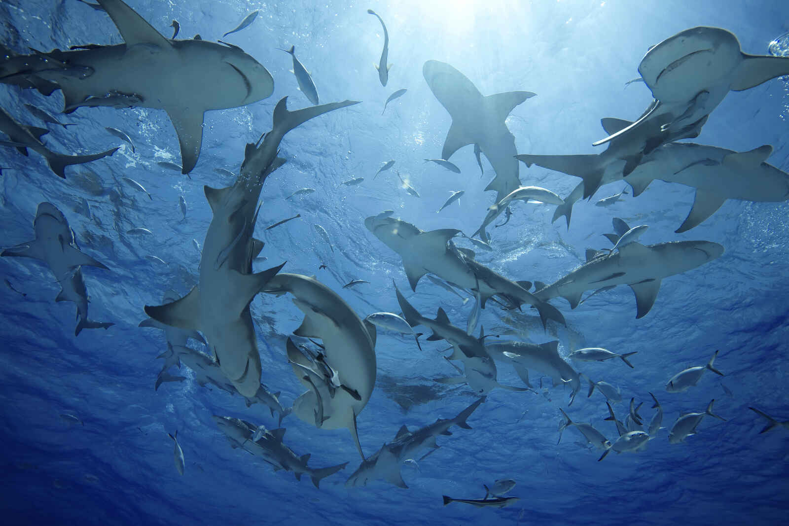 Plonger avec les requins des Bahamas
