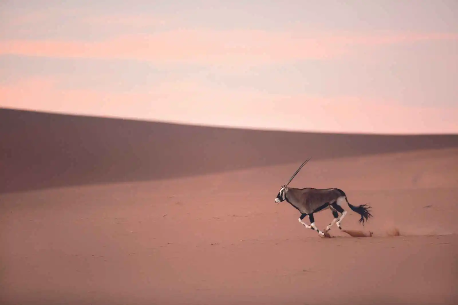 Oryx, Namibie