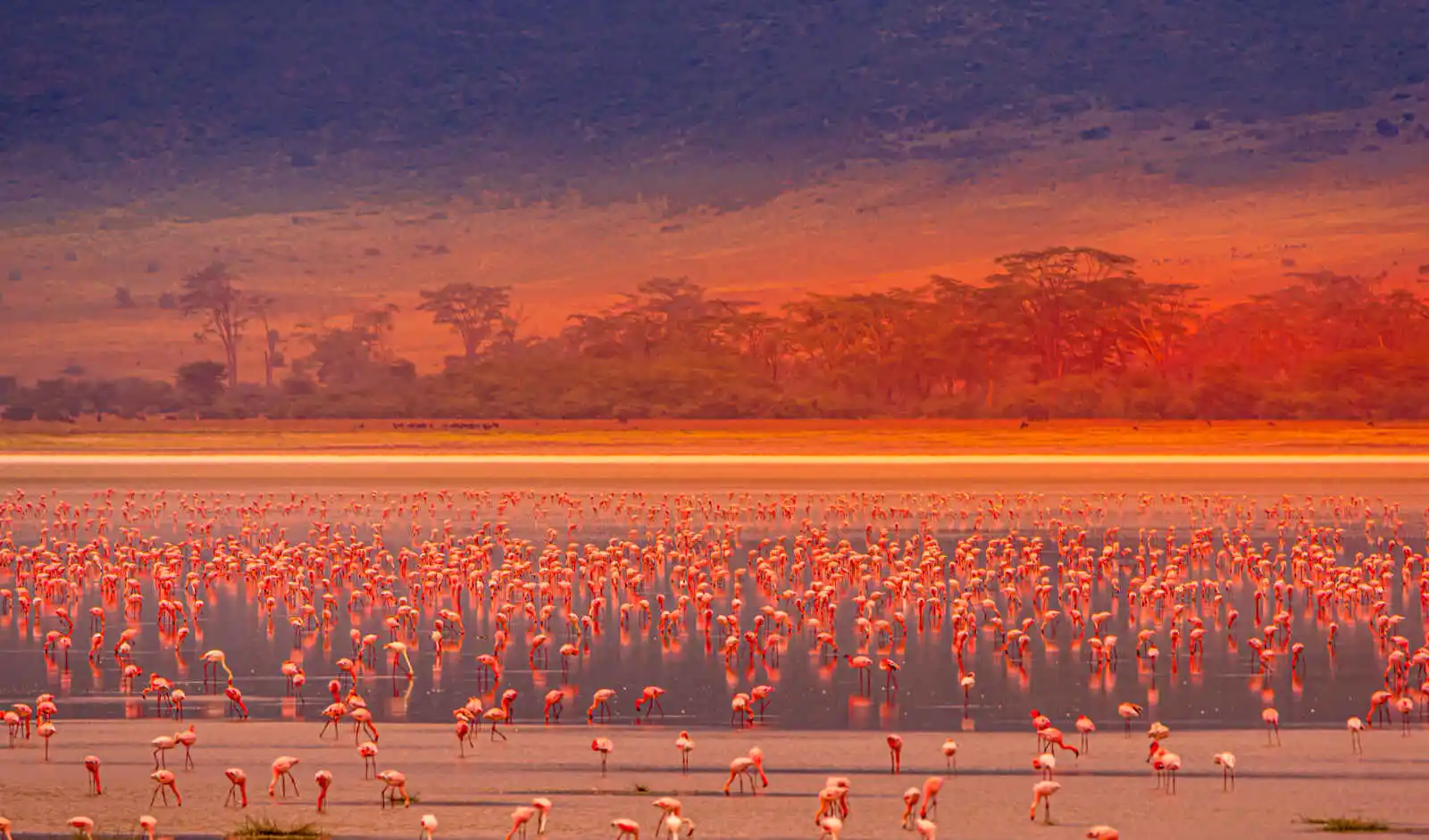Troupeau de flamants roses dans le lac principal du cratère de N'gorongoro, Tanzanie