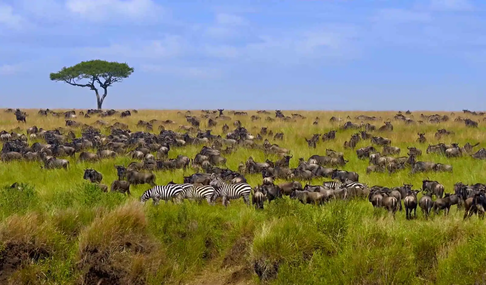 Zèbres et gnous, Masai Mara National Park, Kenya
