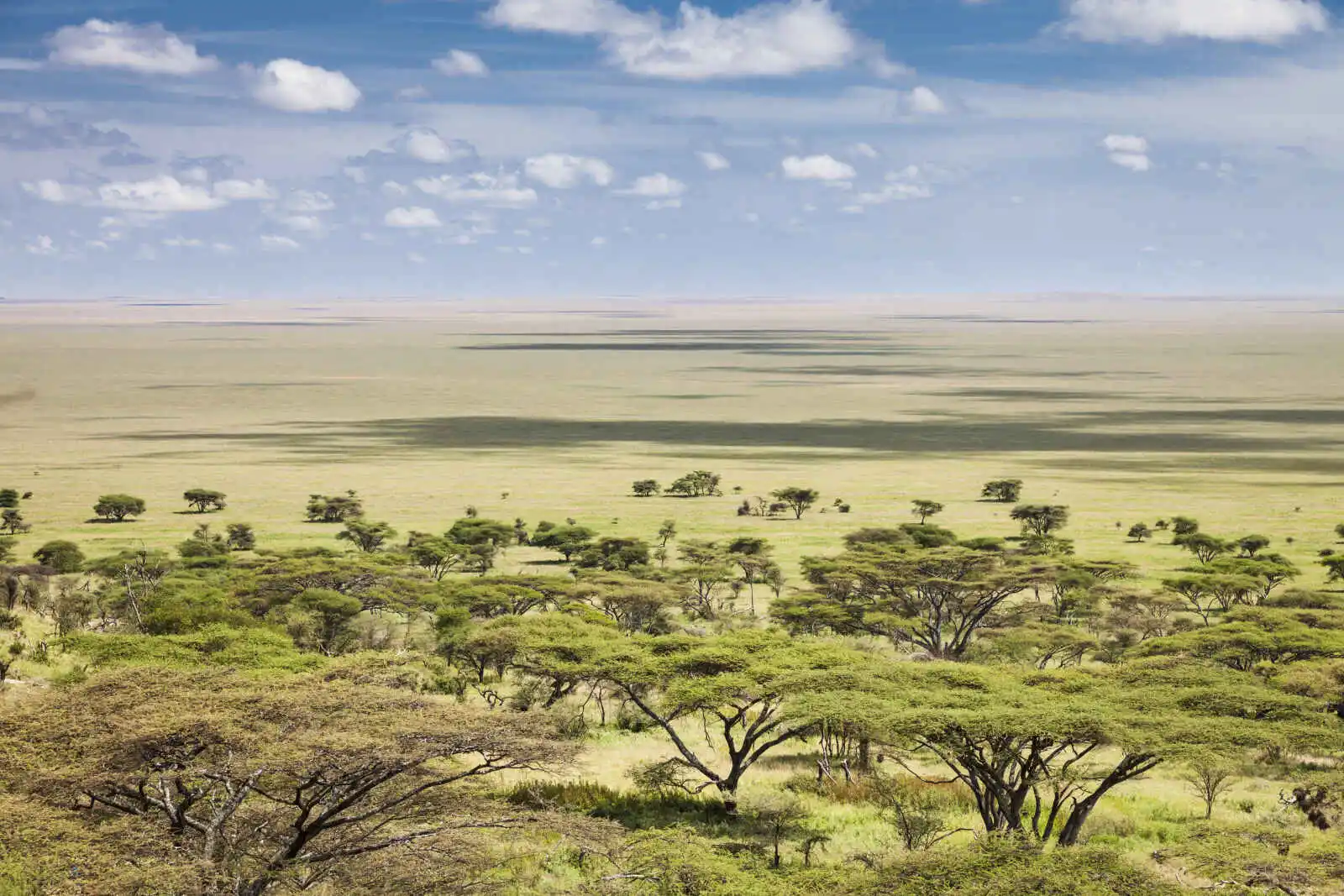 Plaine de Serengeti, Tanzanie