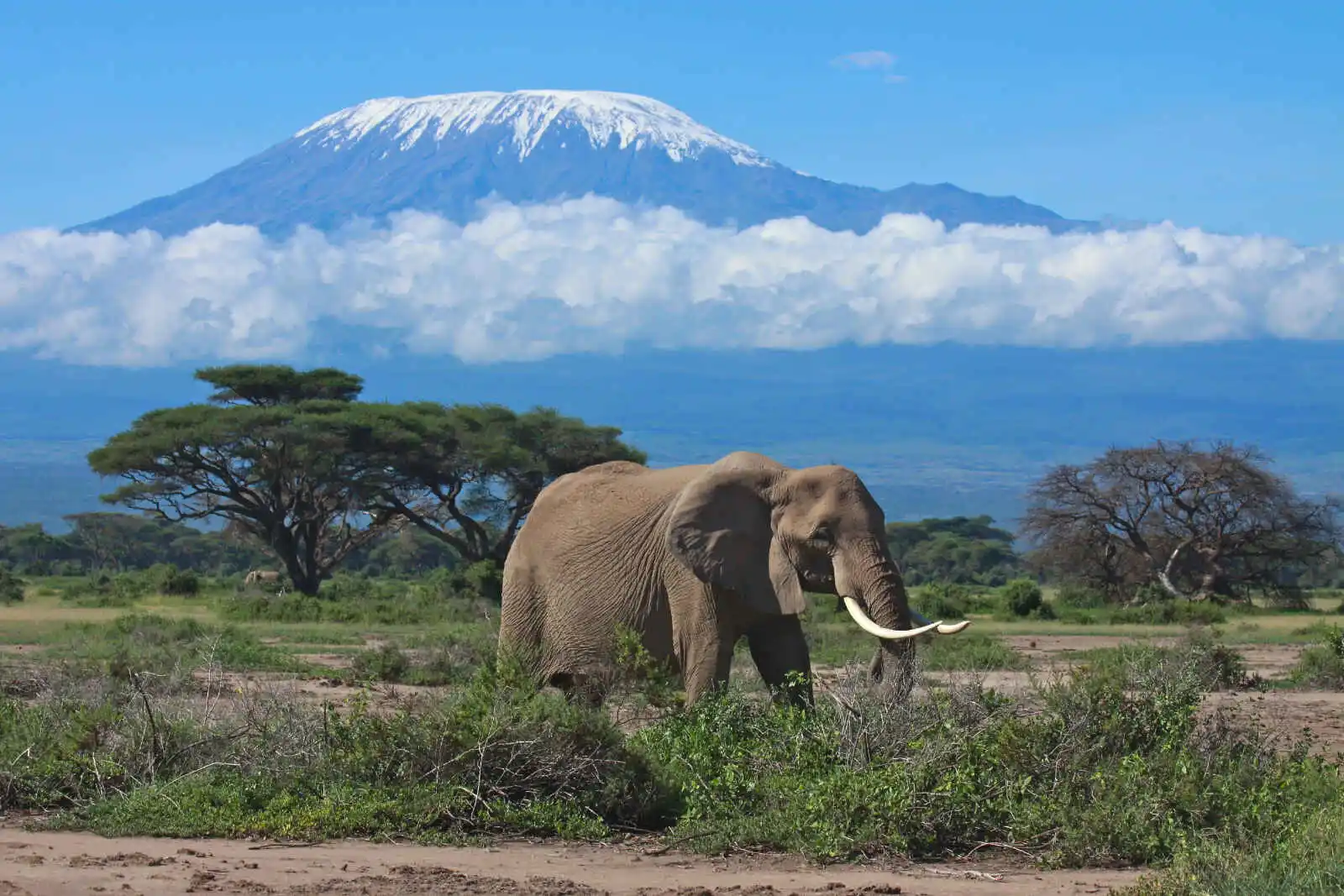 Tanzanie : Souvenirs du Kilimandjaro