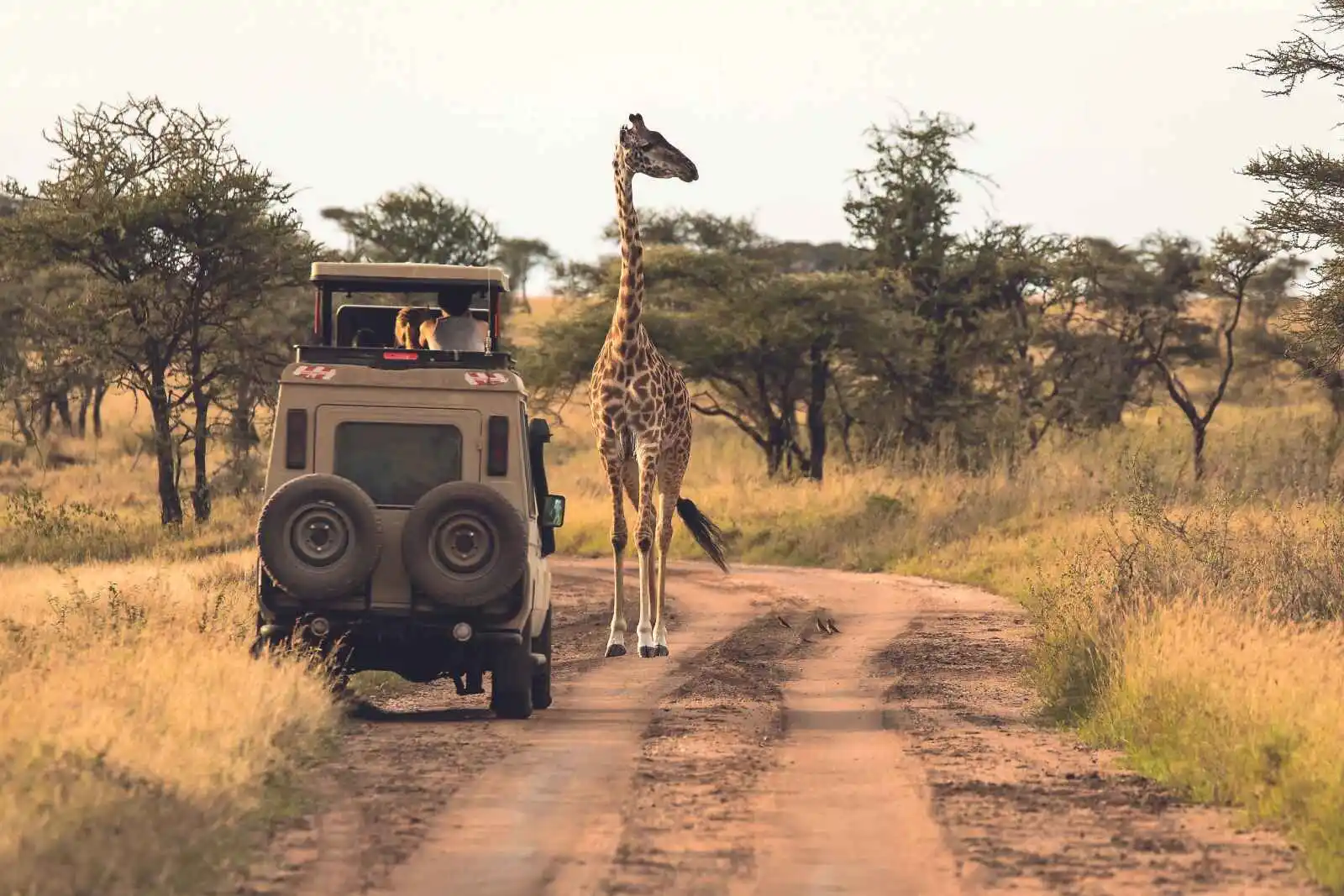 Safari, parc national du Serengeti, Tanzanie