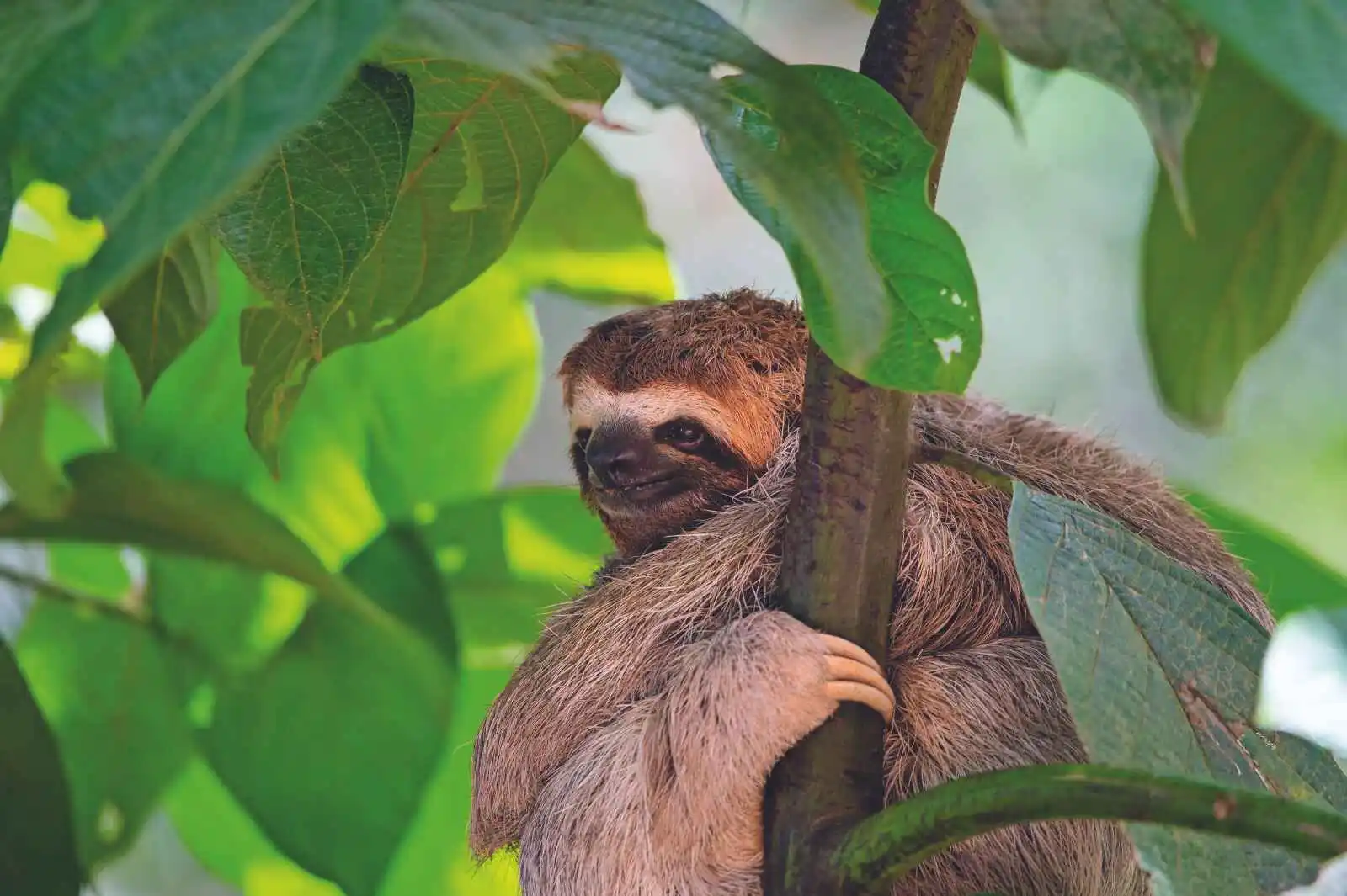 Costa Rica : Paradis sauvages en privé