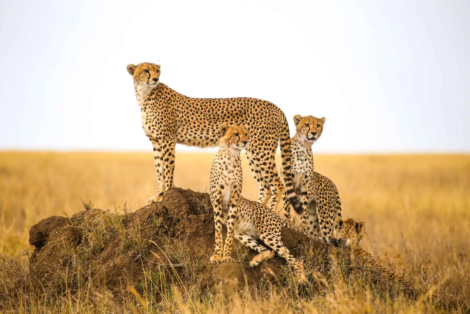 Groupe de guépards, Parc national du Serengeti, Tanzanie