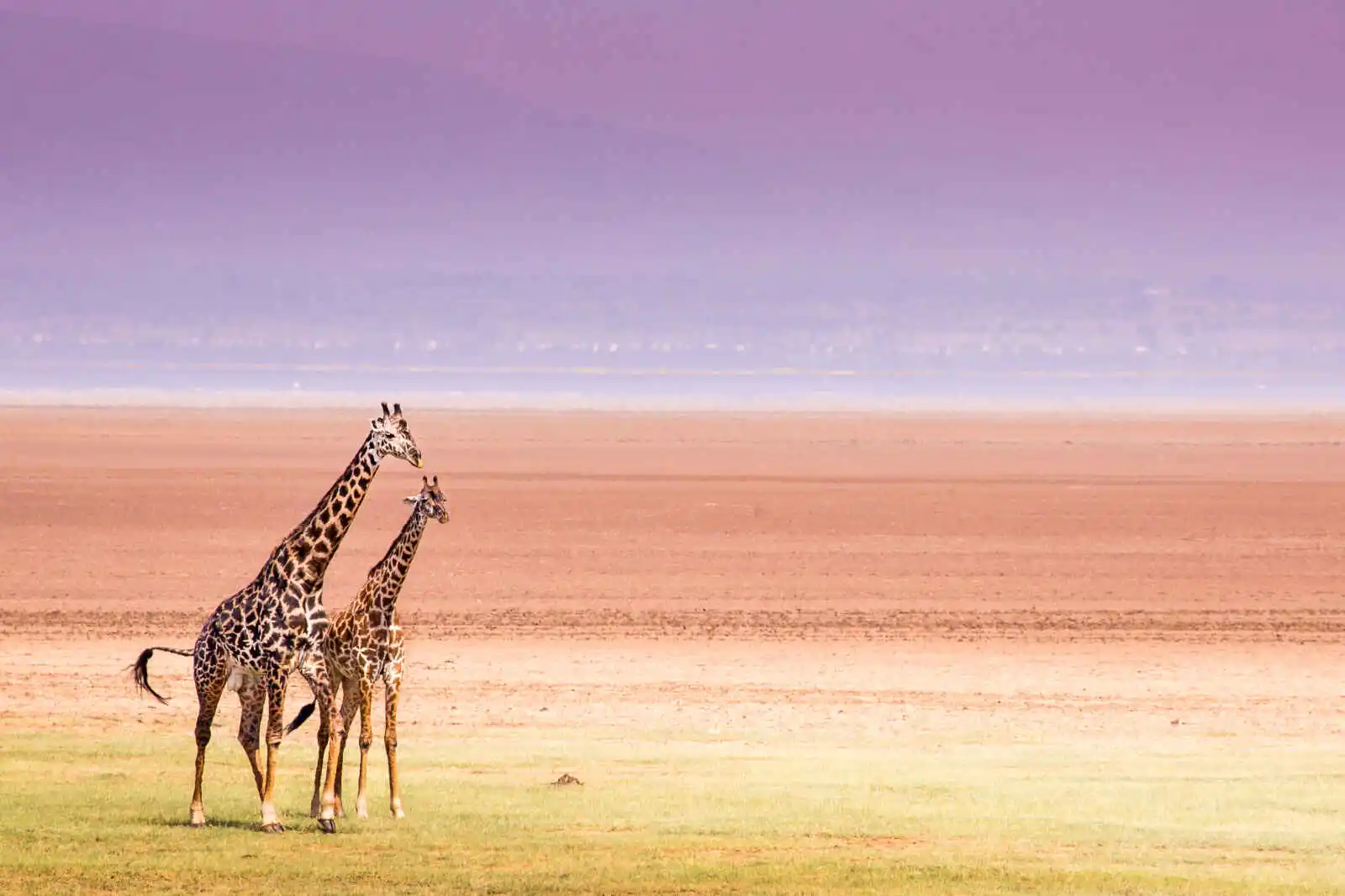 Girafes, lac Manyara, Tanzanie