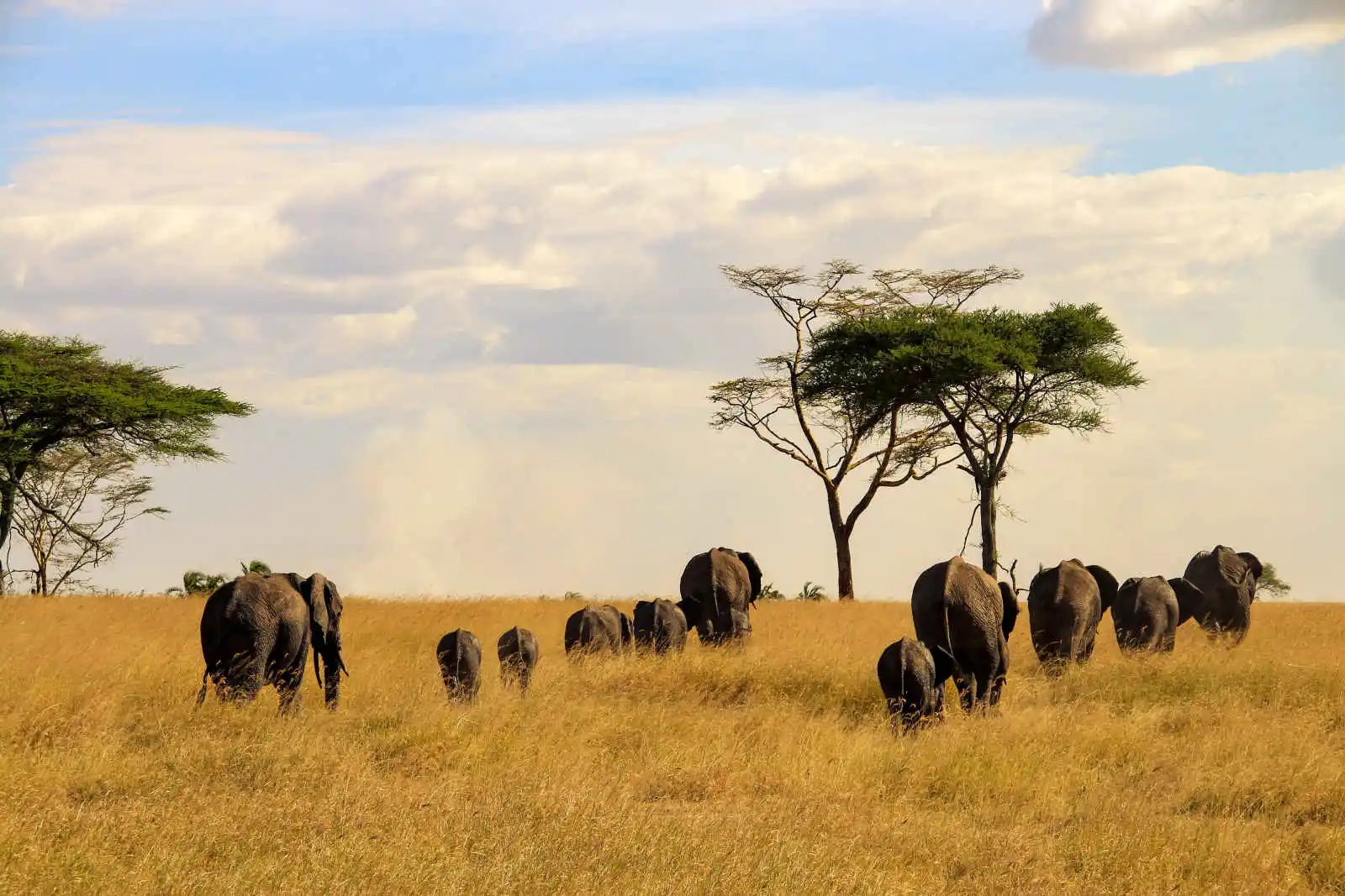 Éléphants, Parc National du Serengeti, Kenya