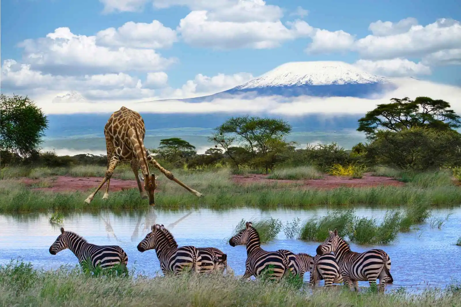 Girafe et zèbres devant le Kilimandjaro, Parc national d'Amboseli, Kenya