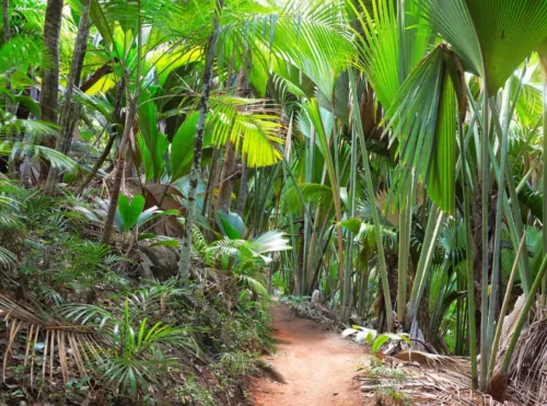 Forêt de palmiers, vallée de Mai, île de Praslin, Seychelles