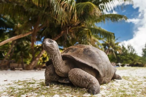 Tortue géante, île Curieuse, Seychelles