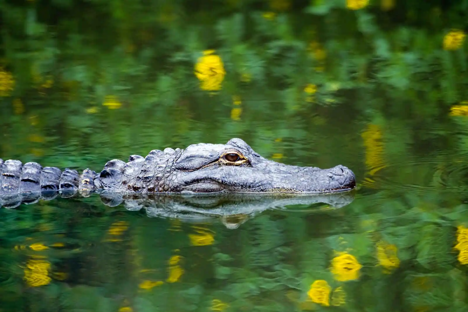 États-Unis : Découverte de la Floride