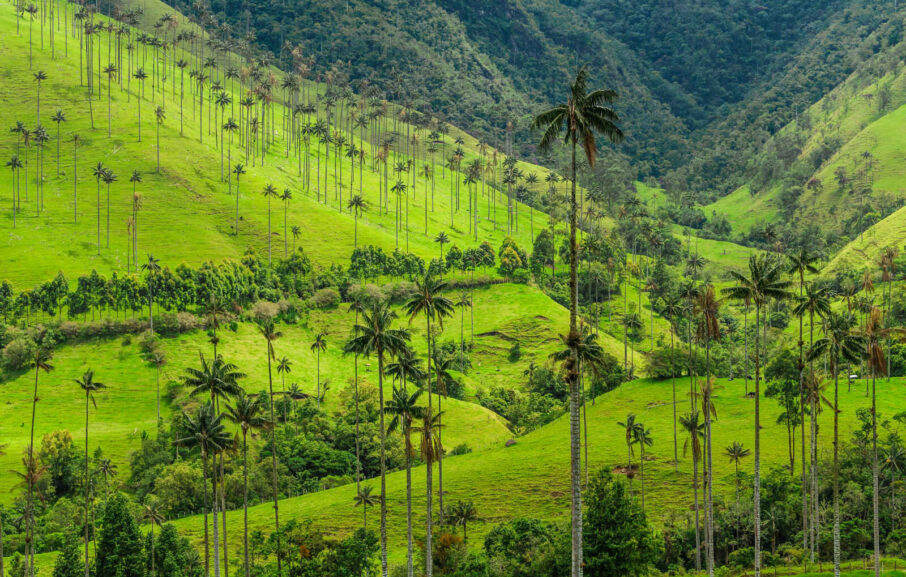 Palmiers a cire de la vallee de Cocora Salento Colombie